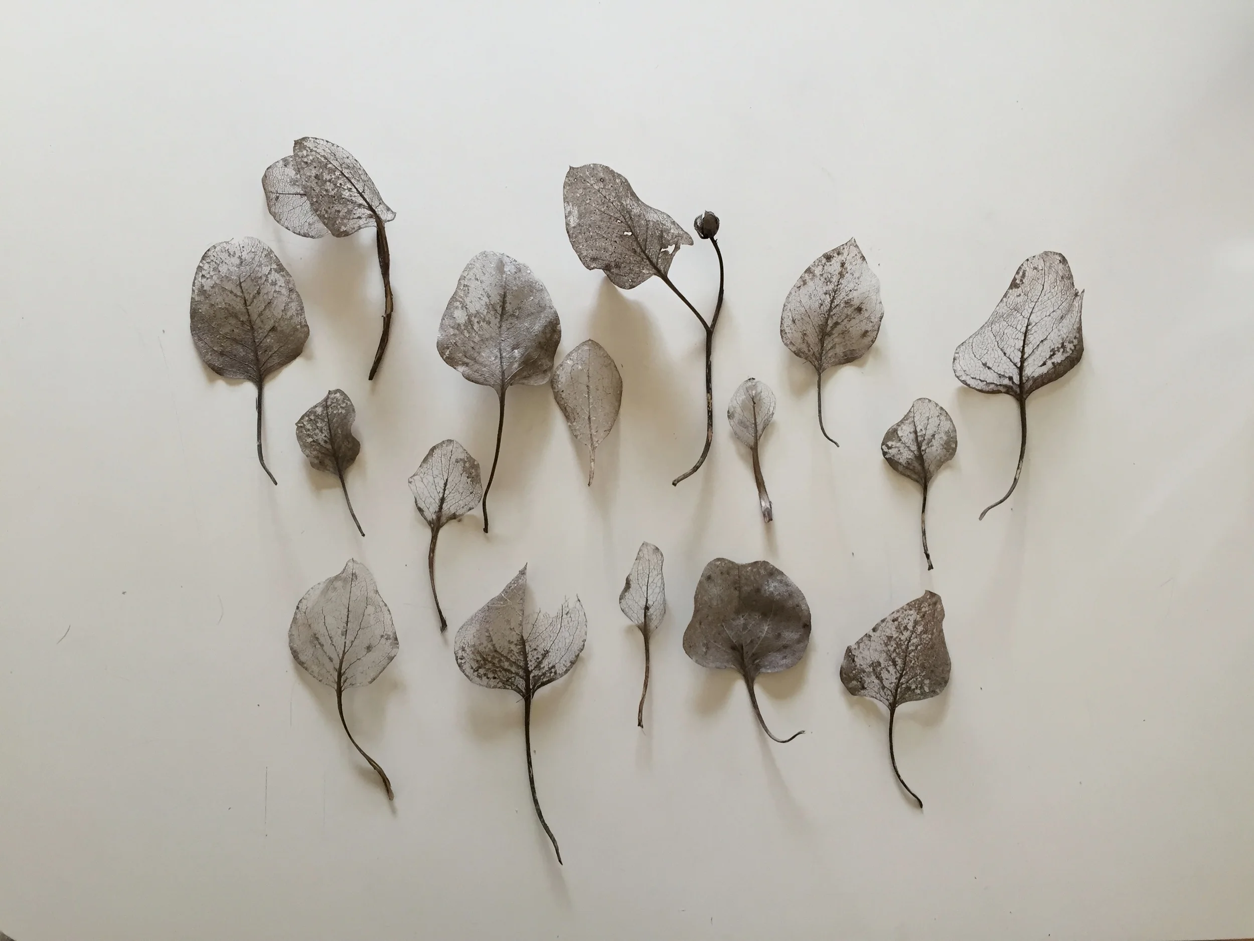 The leaf bones.