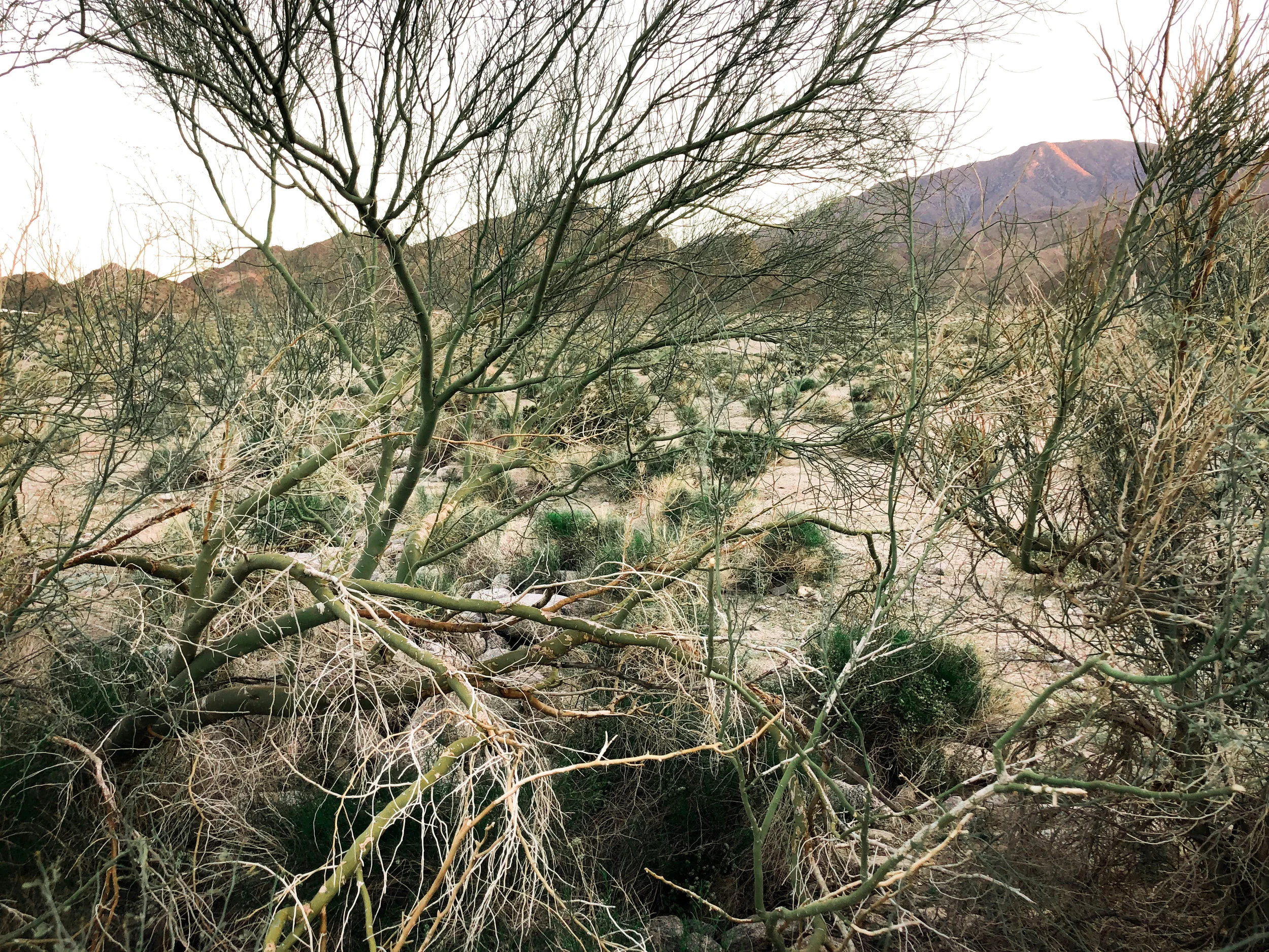 Aptly named palo verde.