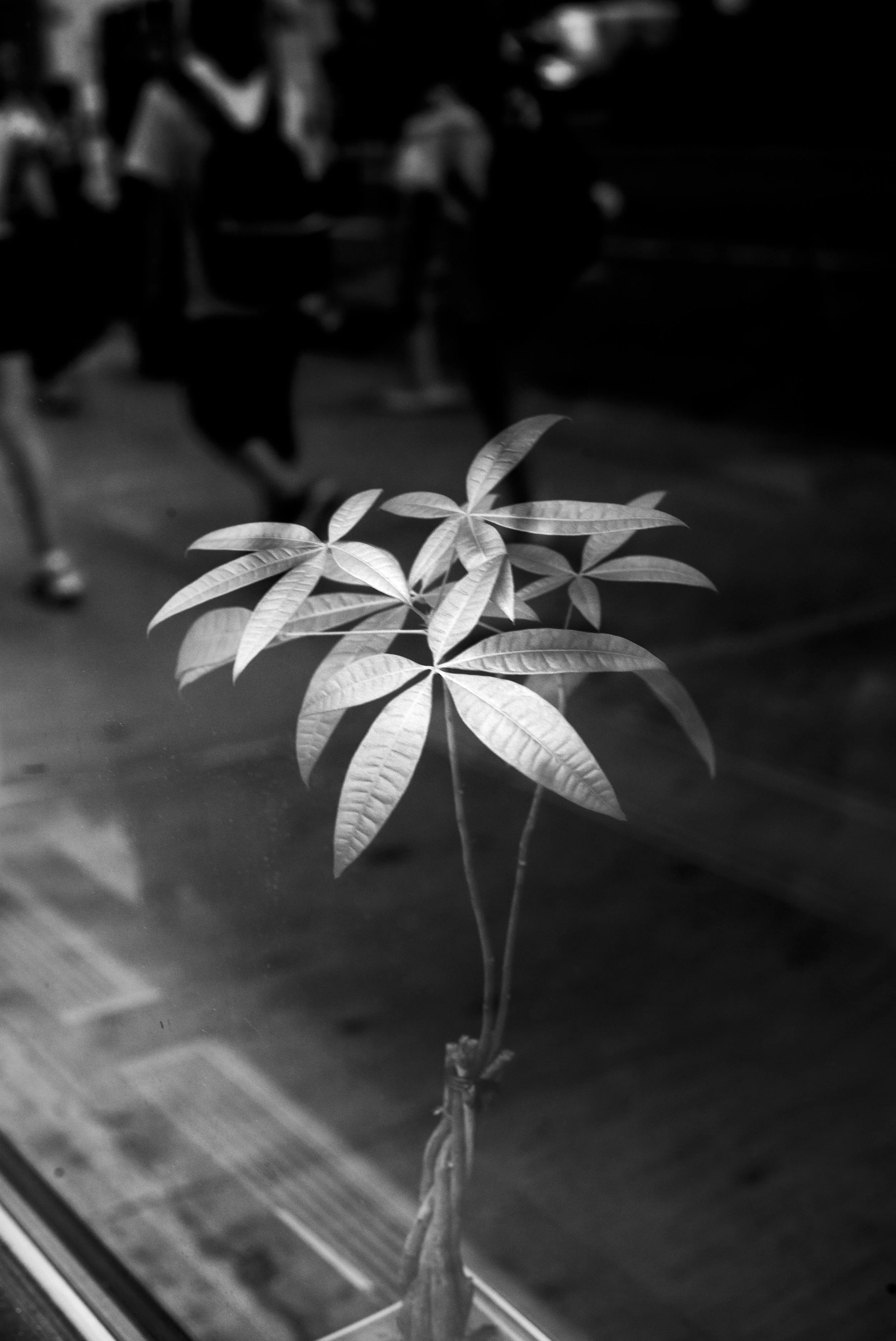 L1001861.jpg