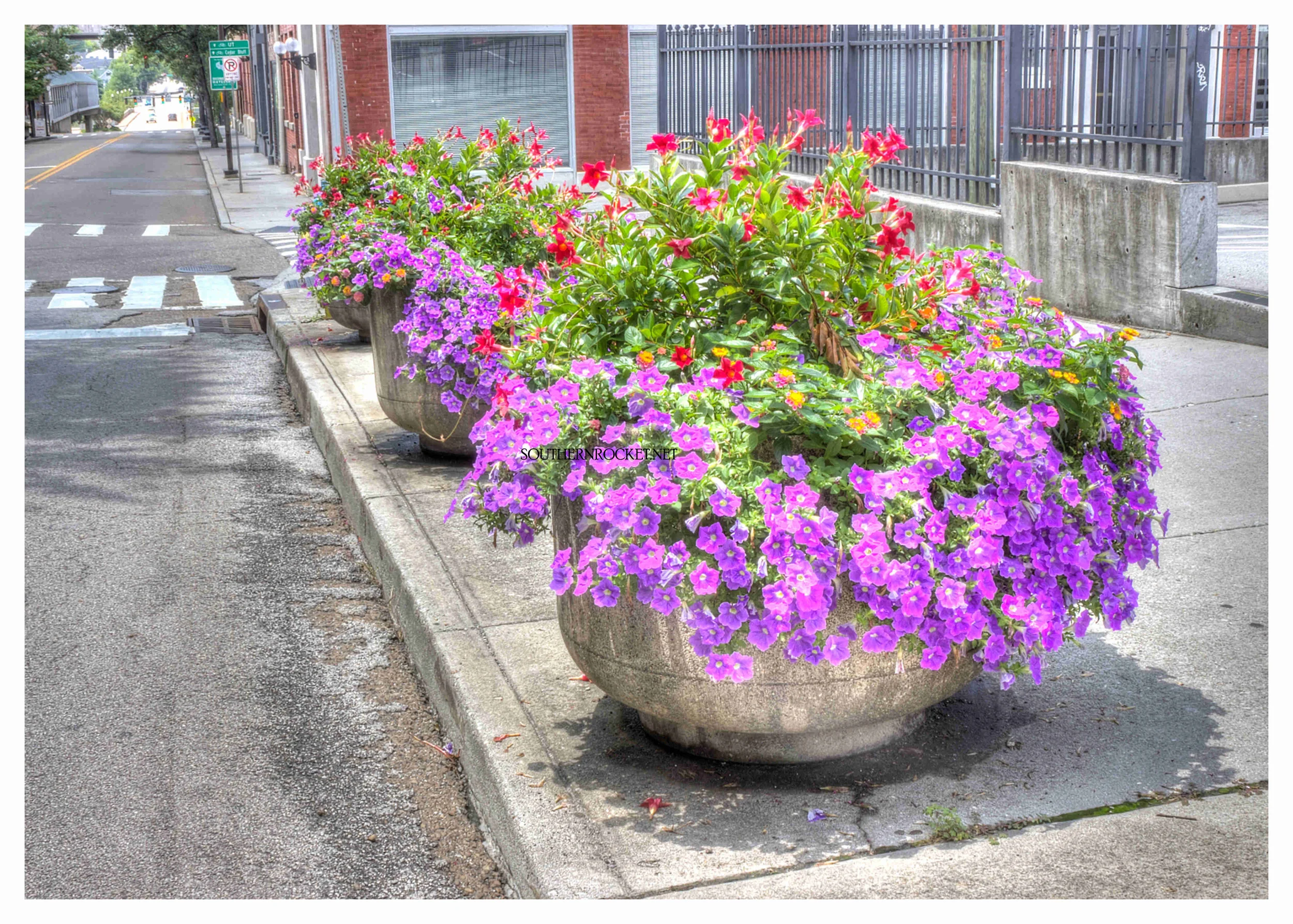 Flowerpots Downtown 1.jpg