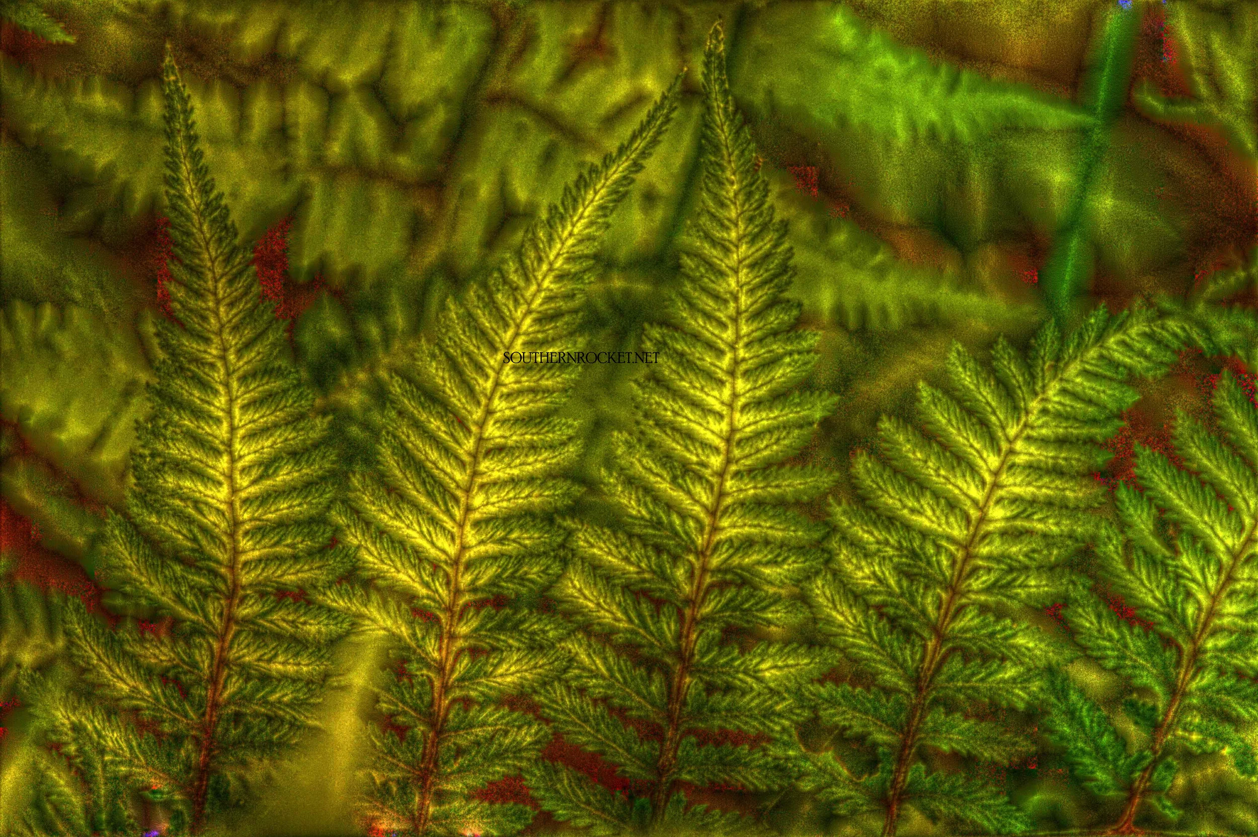 Landscape:Nature - Ghost Fern Tips 2.jpg