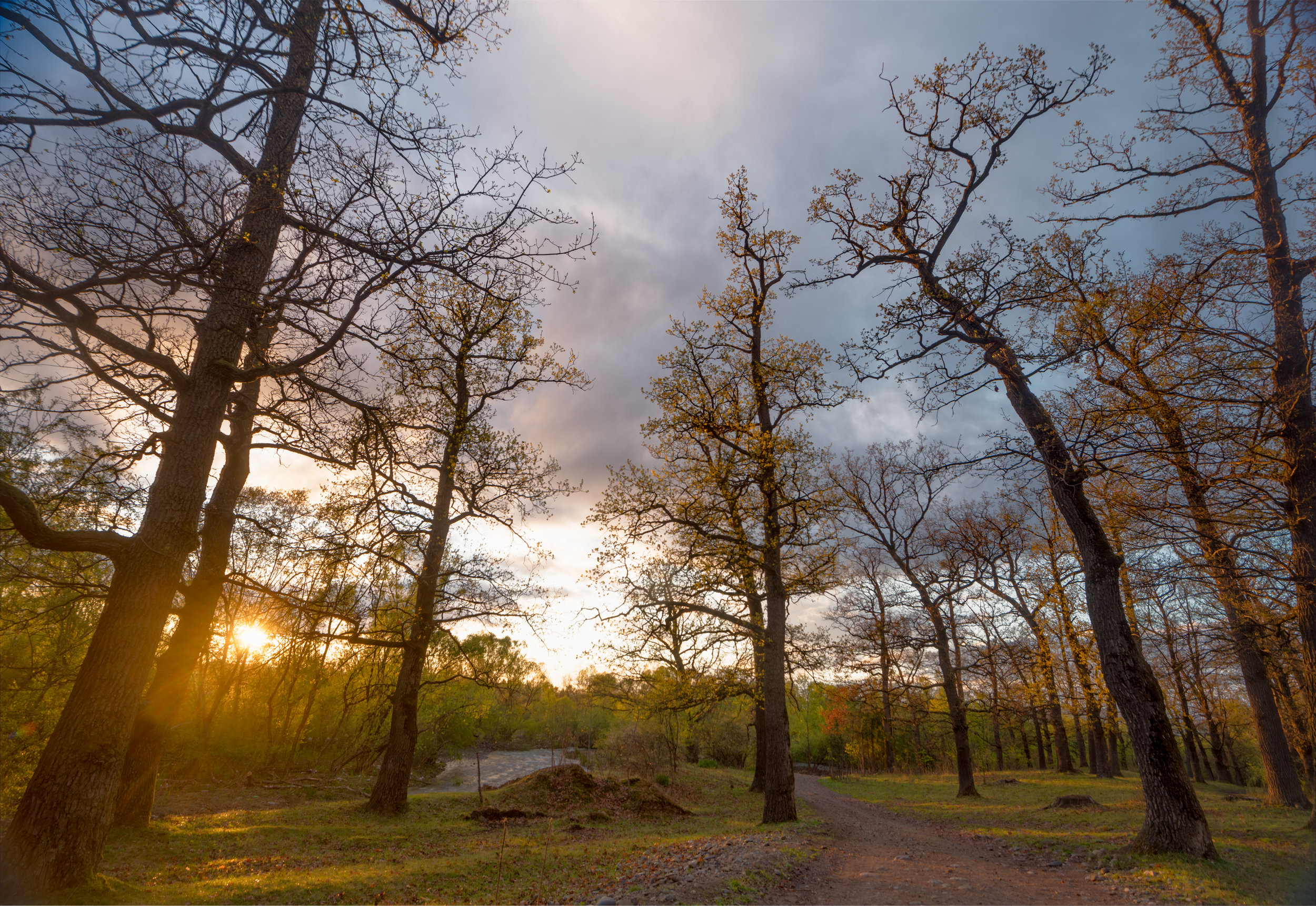 Sunset in the forest