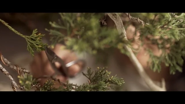 STARWOOD BONSAI (Copy)