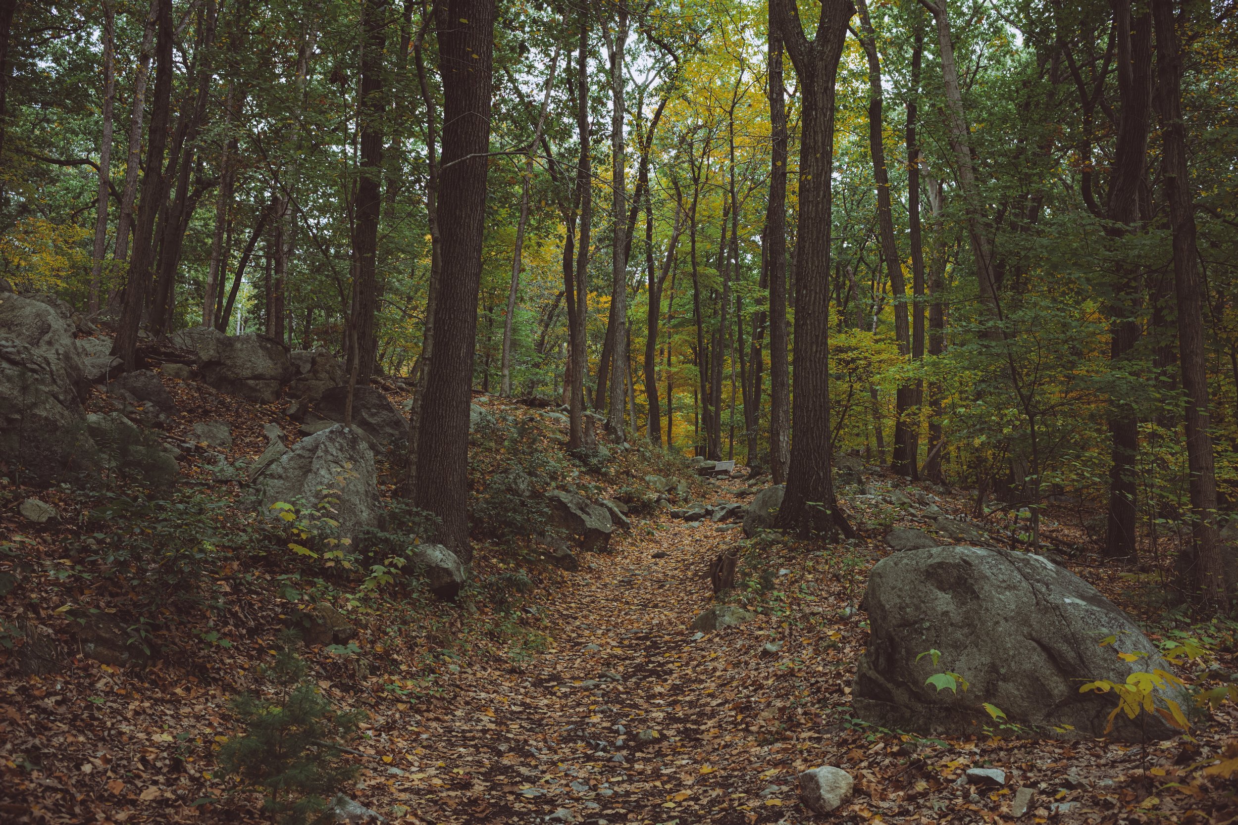 manitoga joshrubin-01.jpg