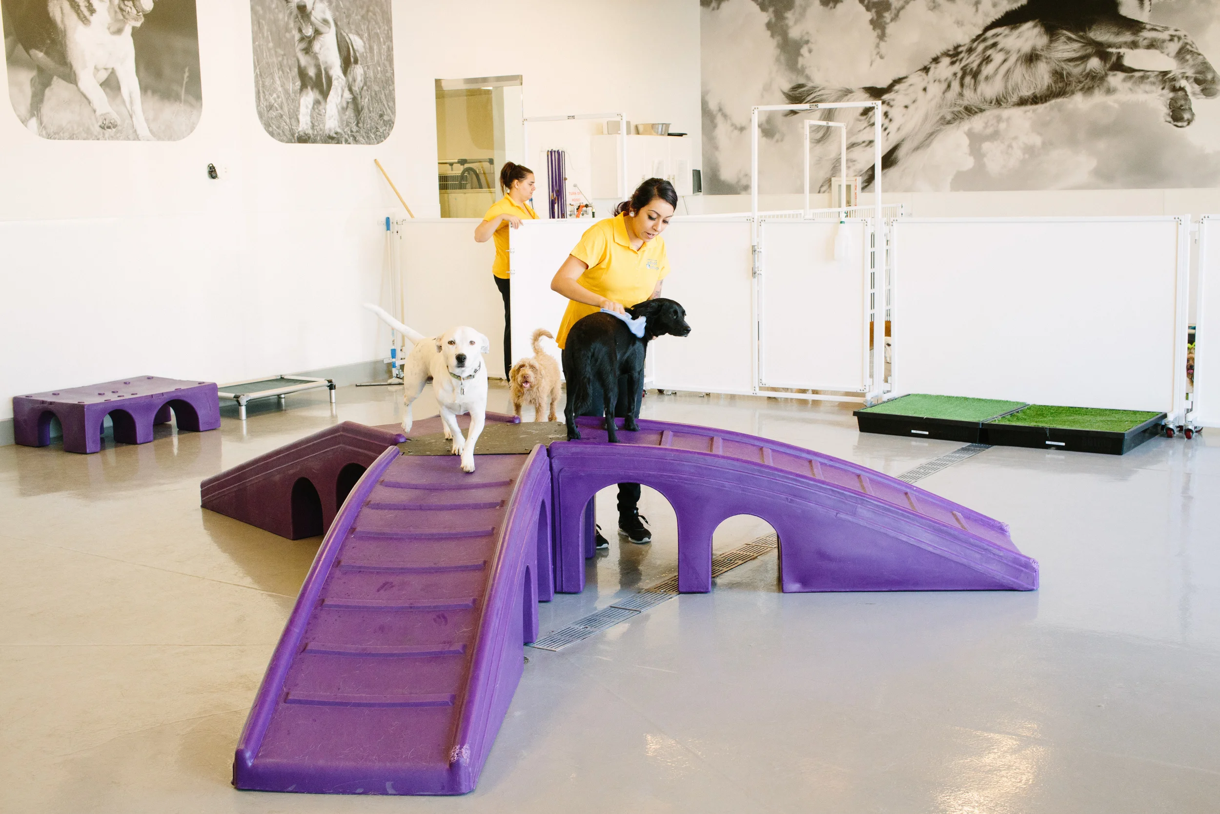 Google Corps volunteers work with Found Animals, an LA-based nonprofit, to help them with Apps training and marketing support, including assistance in building a new YouTube Channel to feature their Adopt & Shop retail locations. 