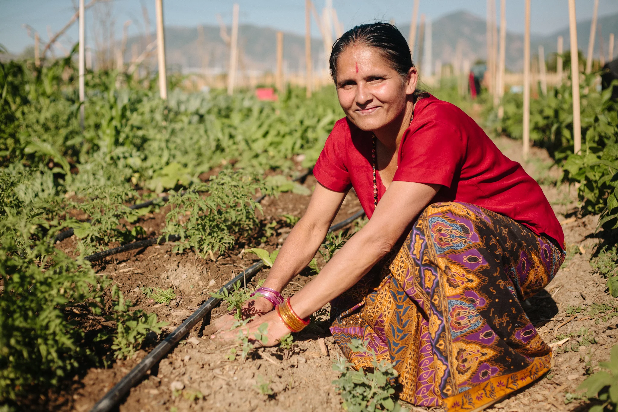 The IRC's New Roots program works with Salt Lake City refugee communities to increase food access and provide technical training. Participants operate a small-scale urban farm, supplying numerous local restaurants and farm stands with produce.