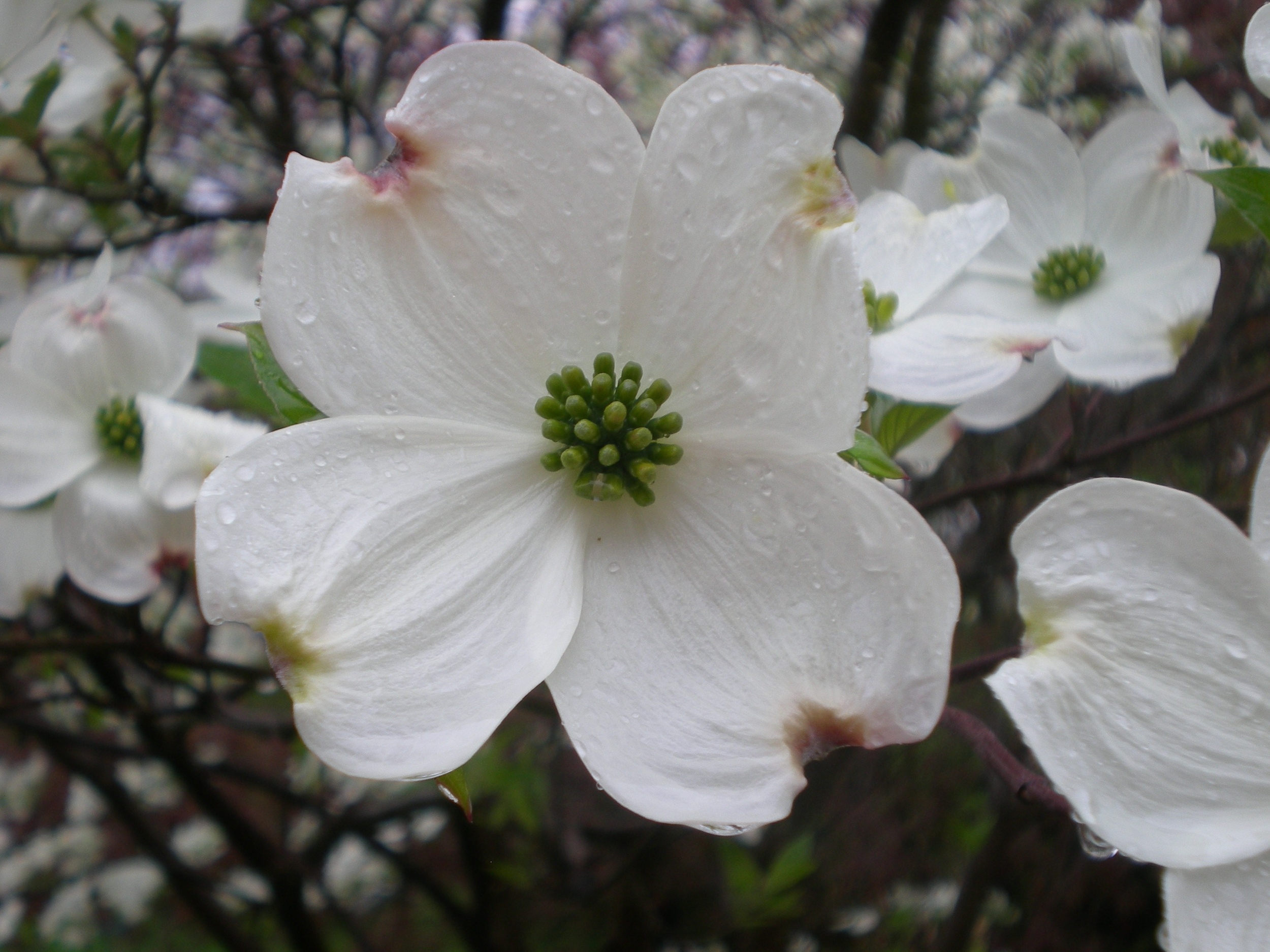 Dogwood Shot.jpg