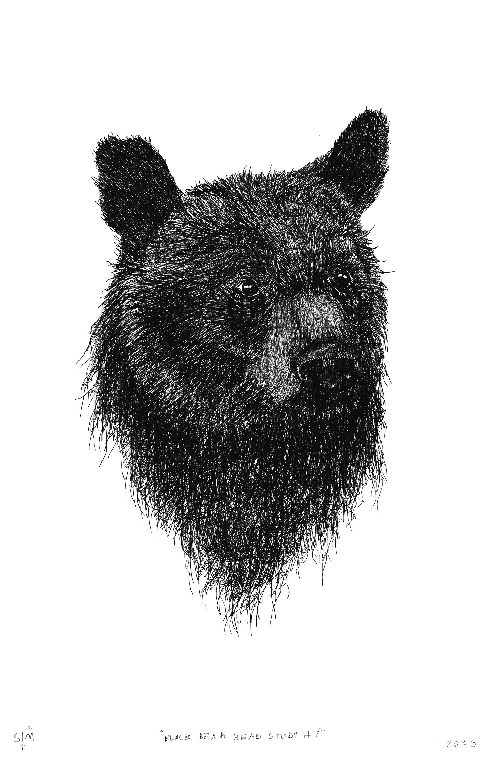 Black Bear Head Study #7