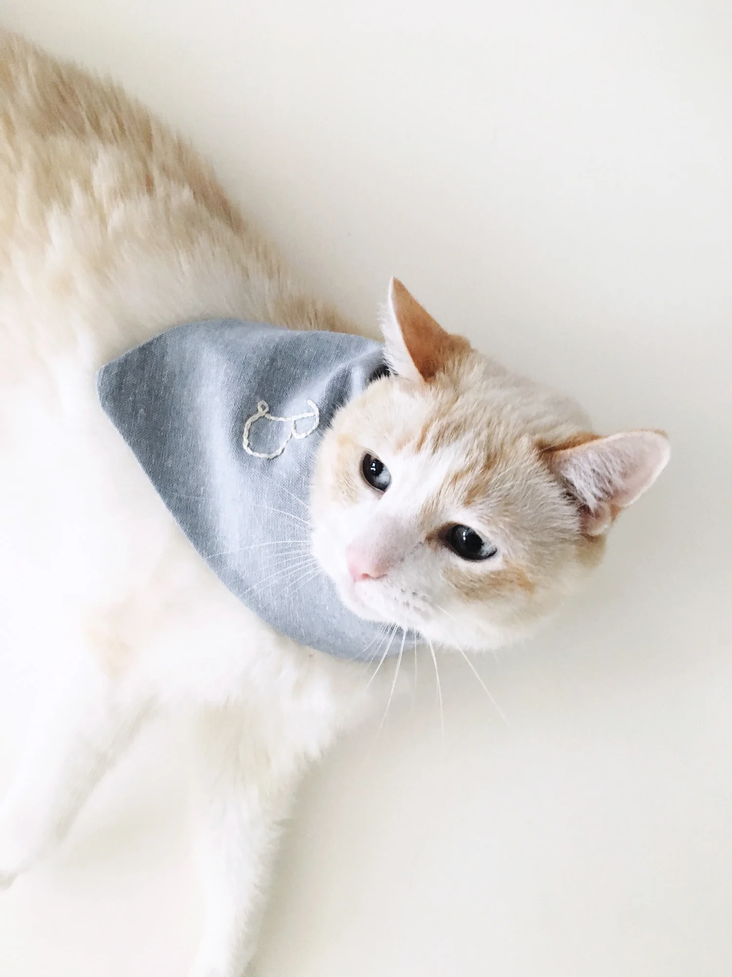 cat with bandana on