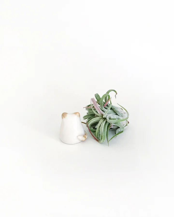 cat_plant.jpg