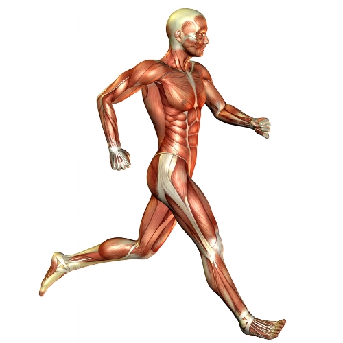 Sciatica Pain Relief Part 4: Treatment & Rehabilitation — Revive Sport &  Spine