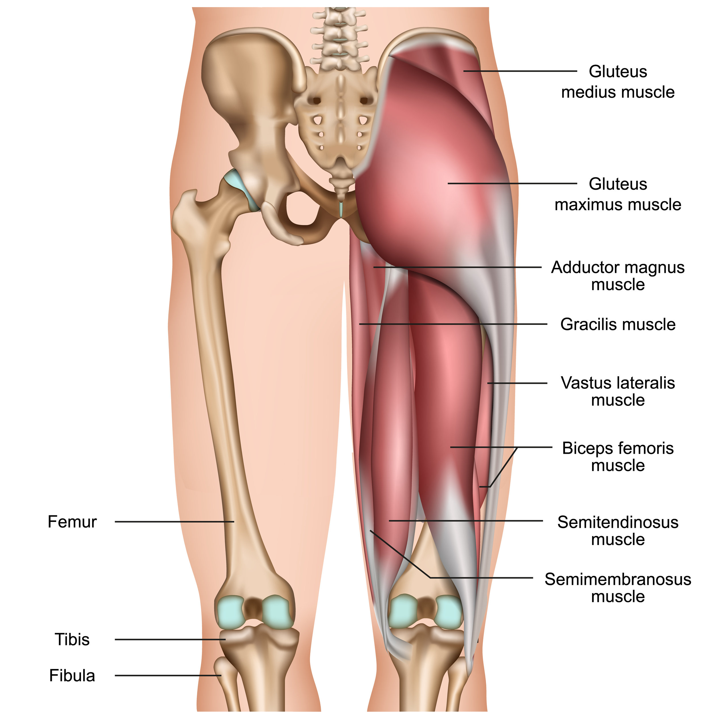 Hamstring Injury Recovery - Anatomy and Runners Risks — Revive