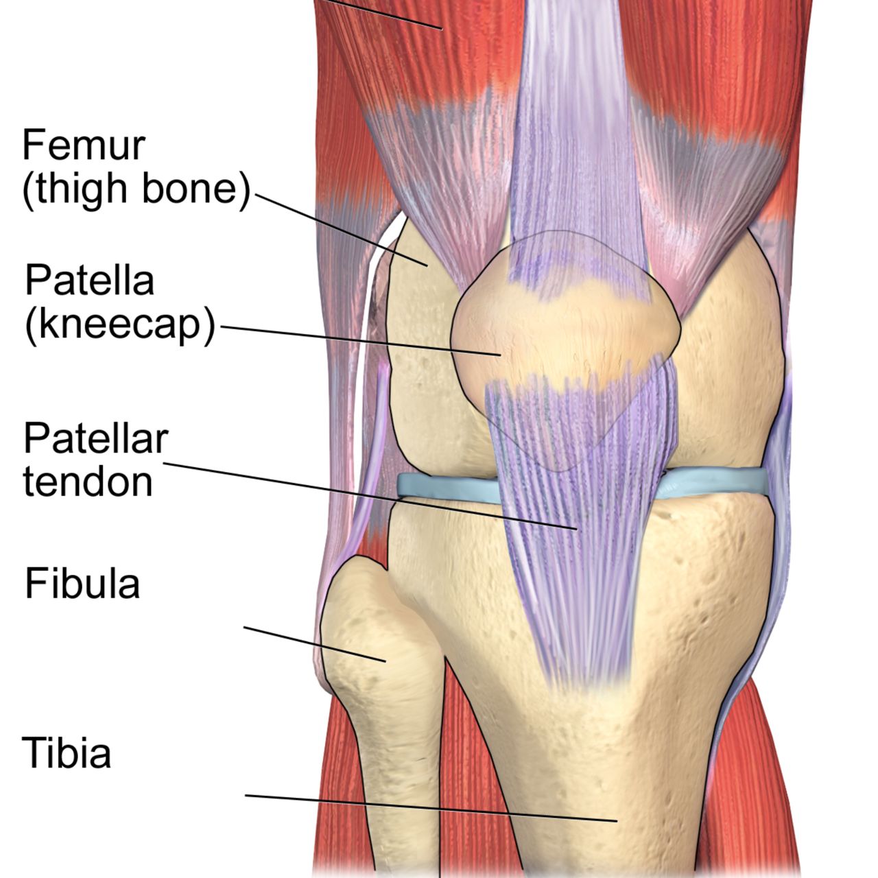 Understanding Knee Osteoarthritis: The Anatomy and How It Actually Develops