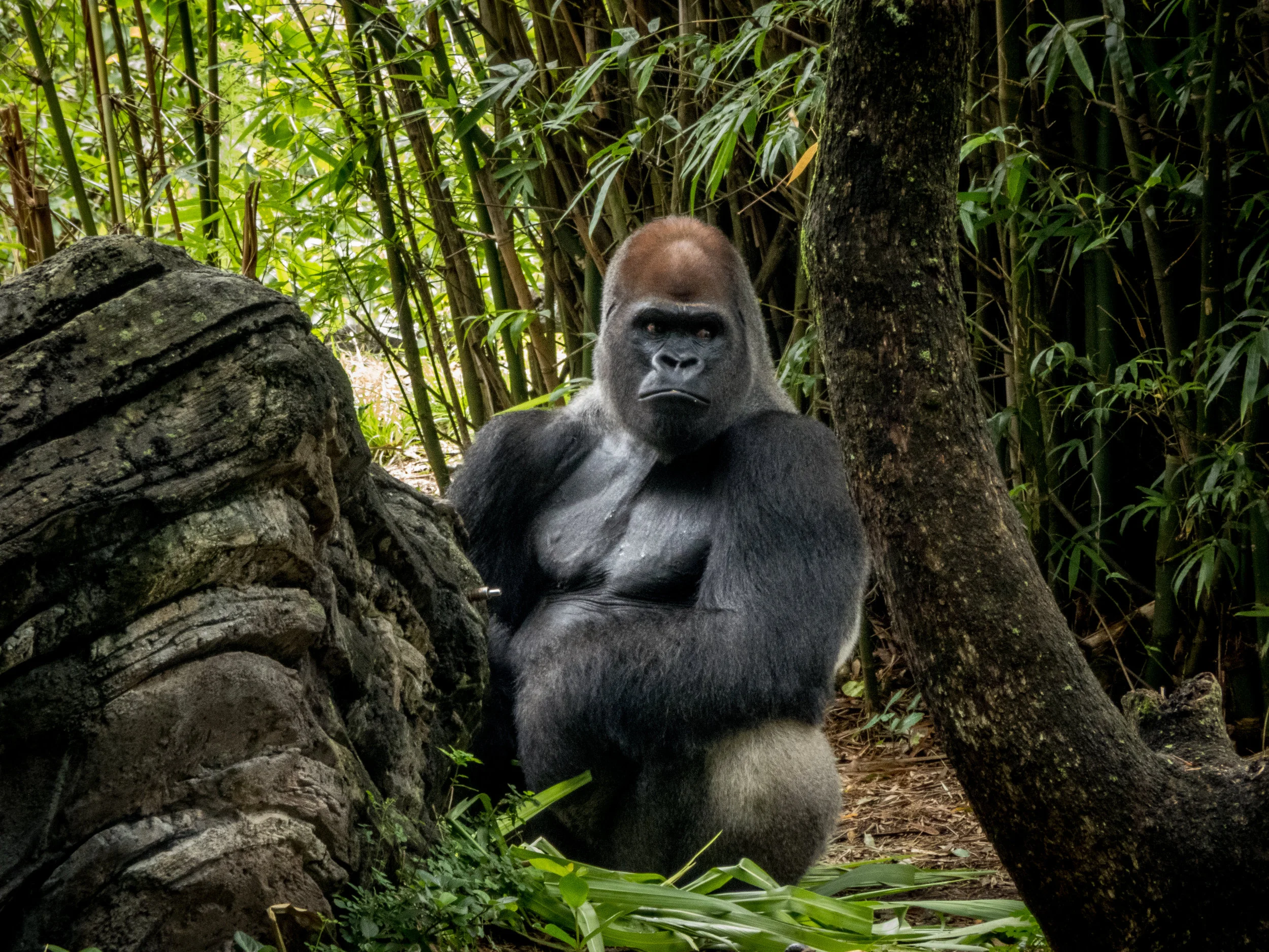 Gorilla at Busch Gardens