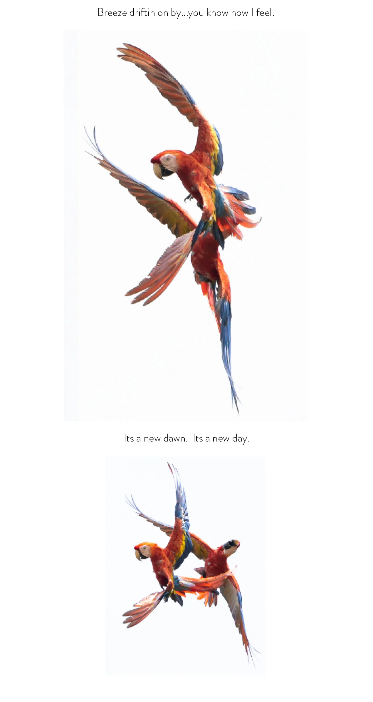 MACAW2.jpg
