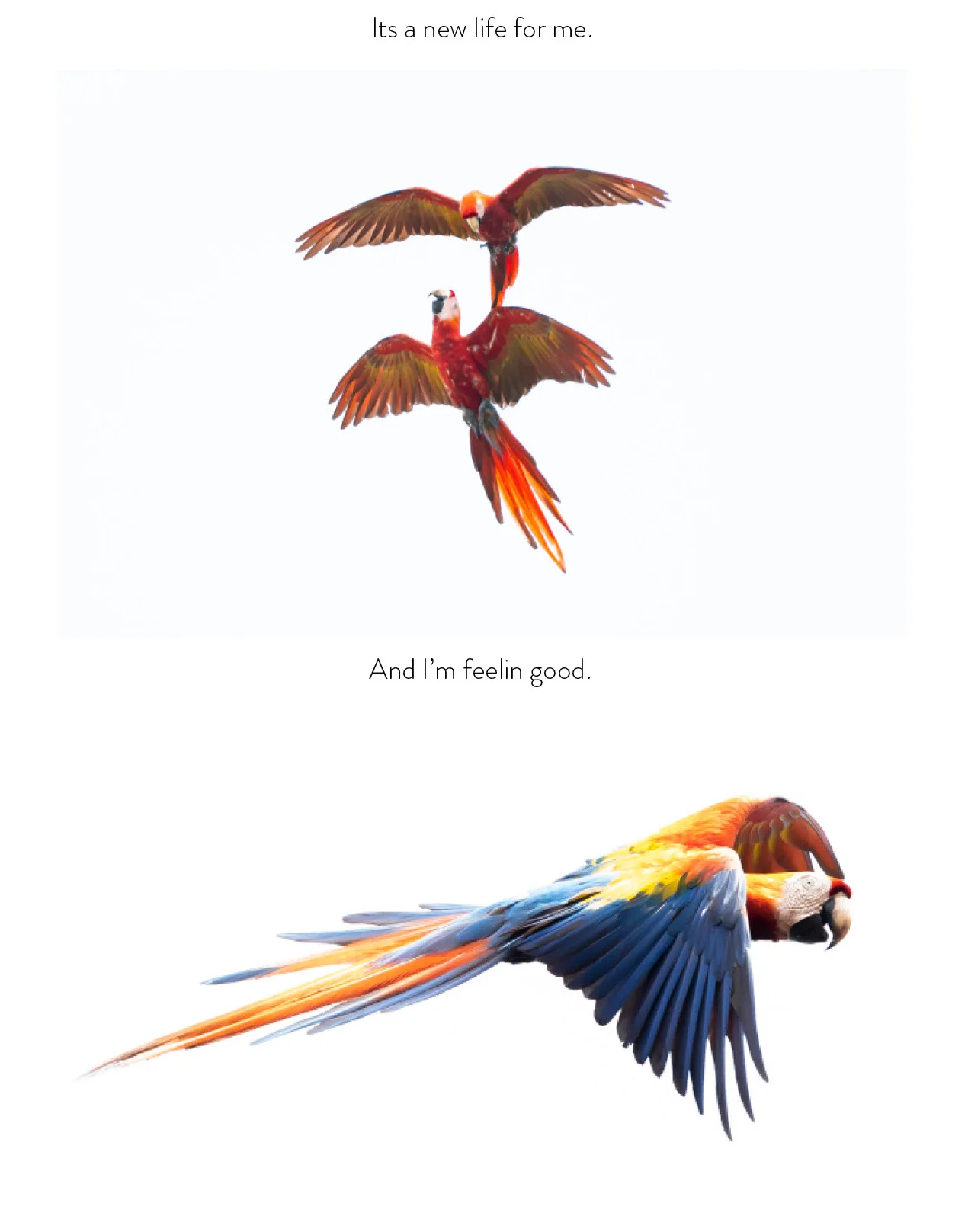 MACAW3.jpg
