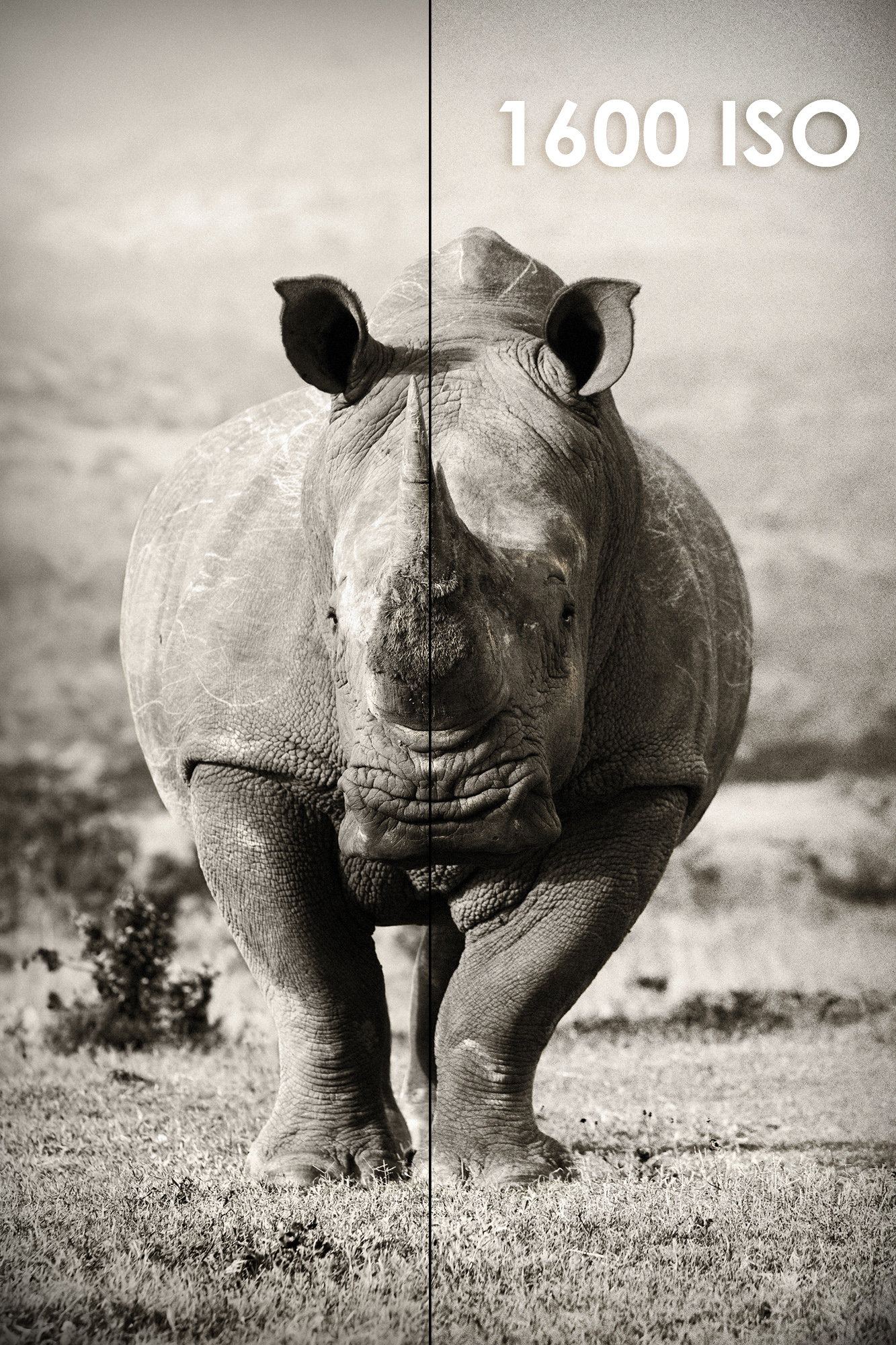 shutterstock_66846796RHINO.jpg