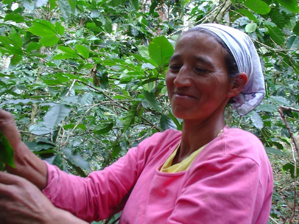 woman-picking-coffee2.jpg