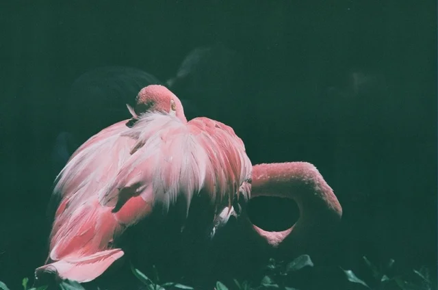 flamingo 1.jpg
