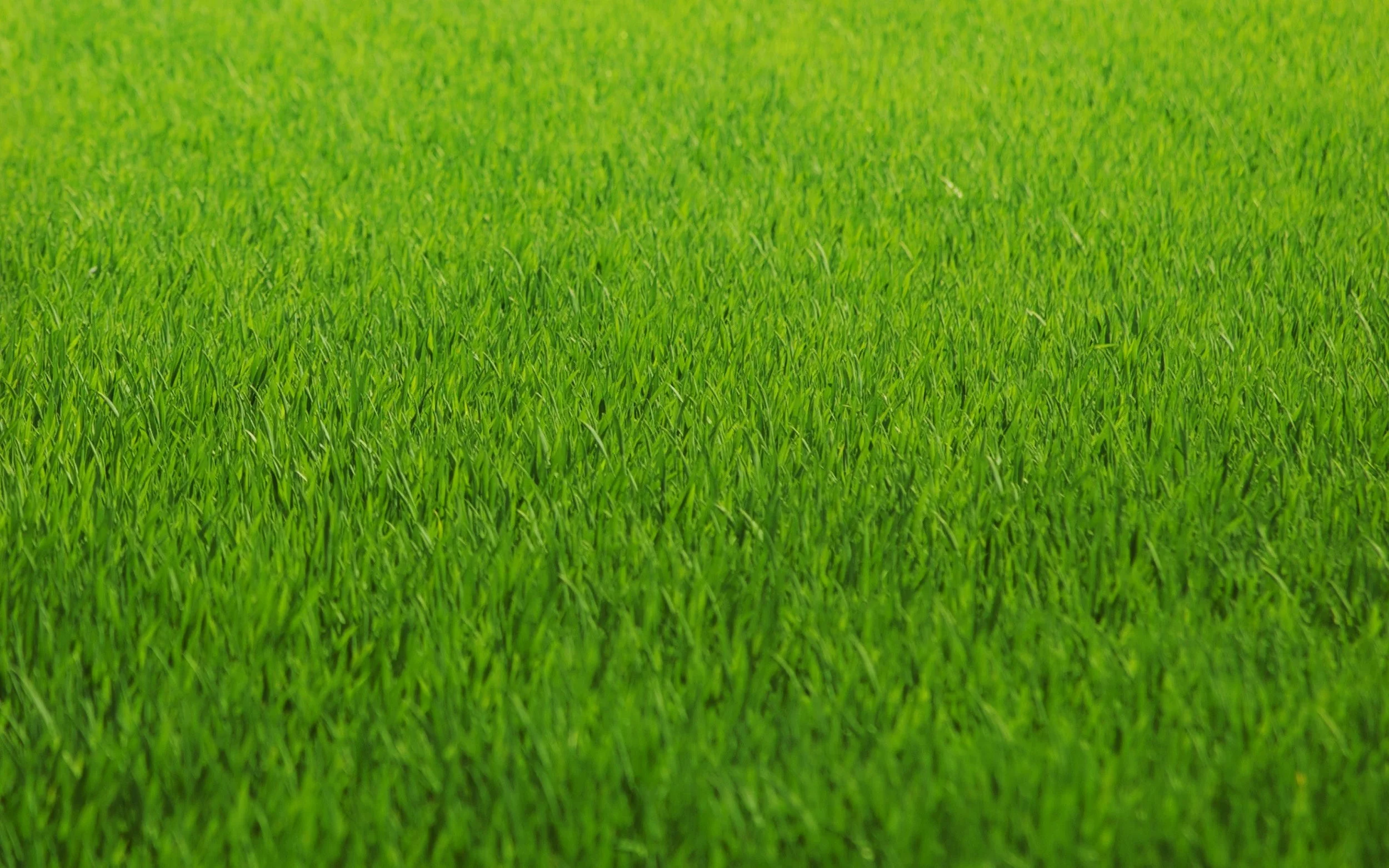 Grass_Image_12.jpg