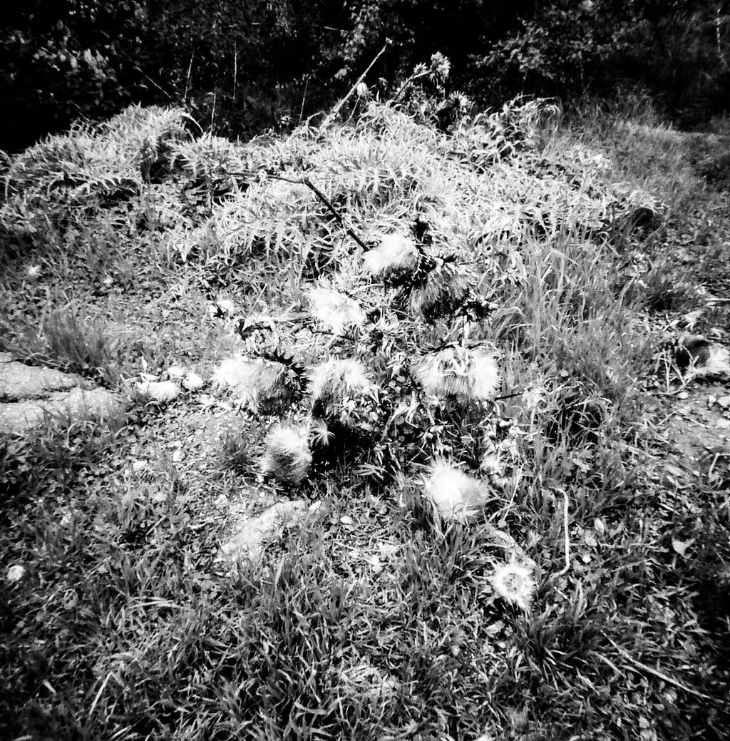 PinholeBW3.jpg