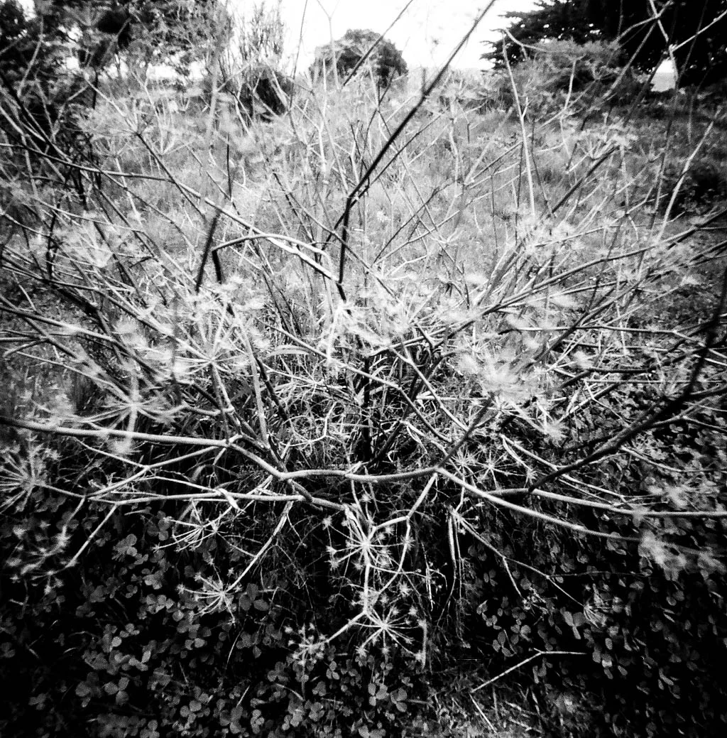 PinholeBW5.jpg