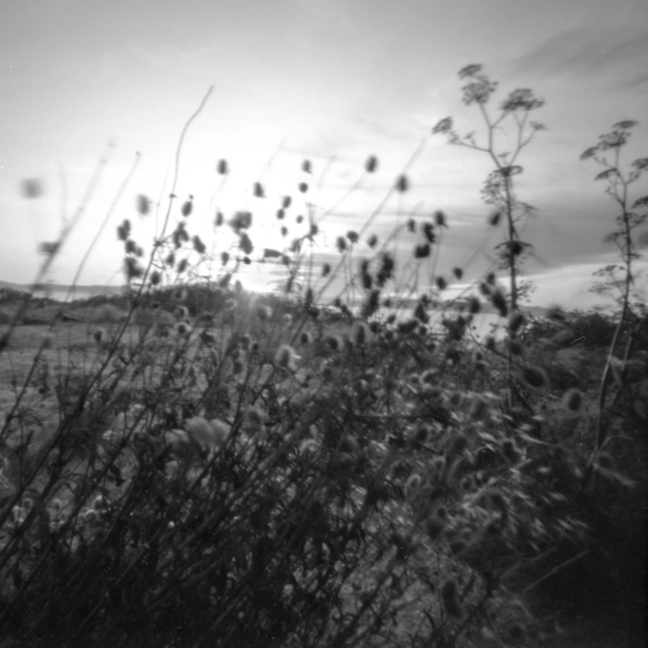 Louie Pinhole-1.jpg