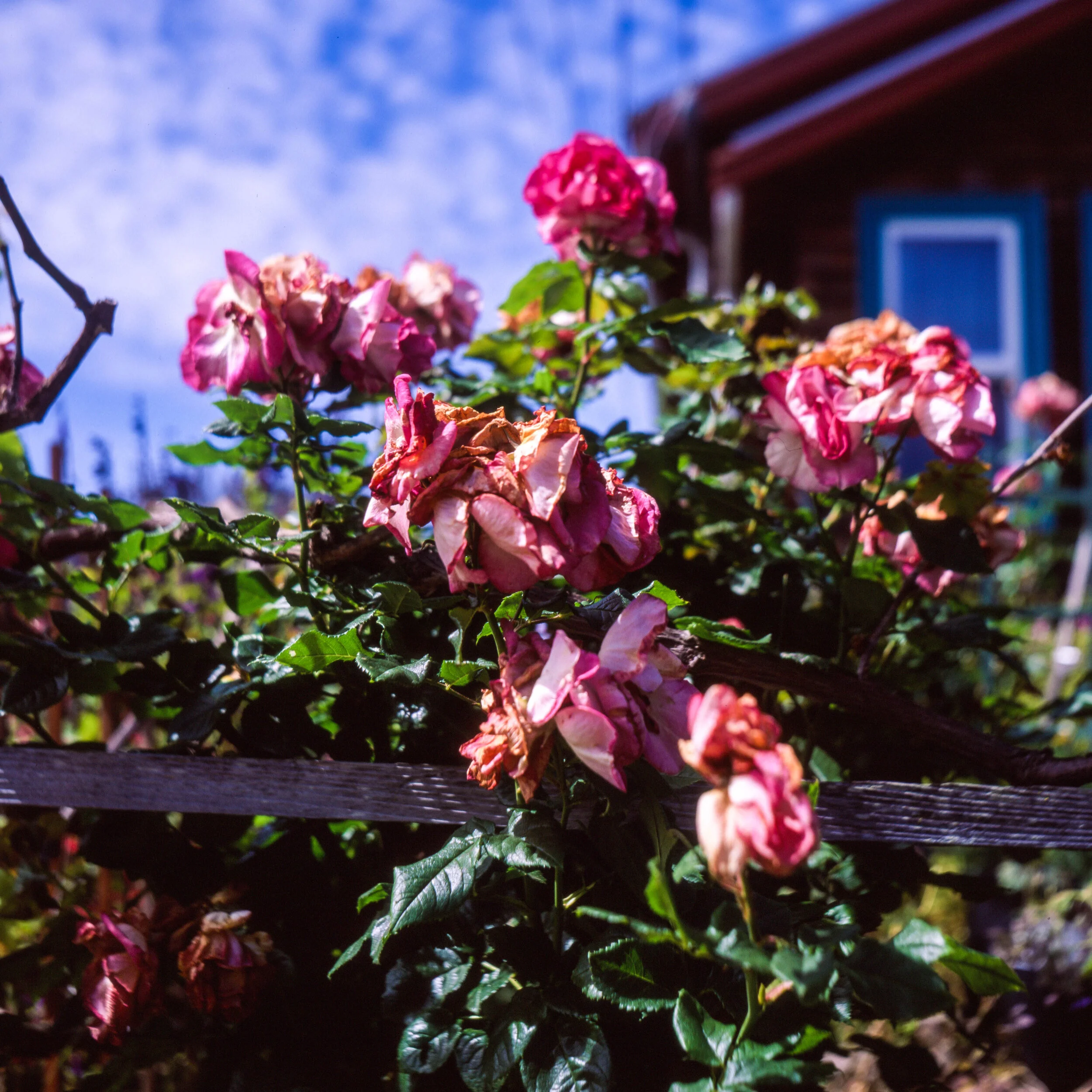 Flowers-2.jpg