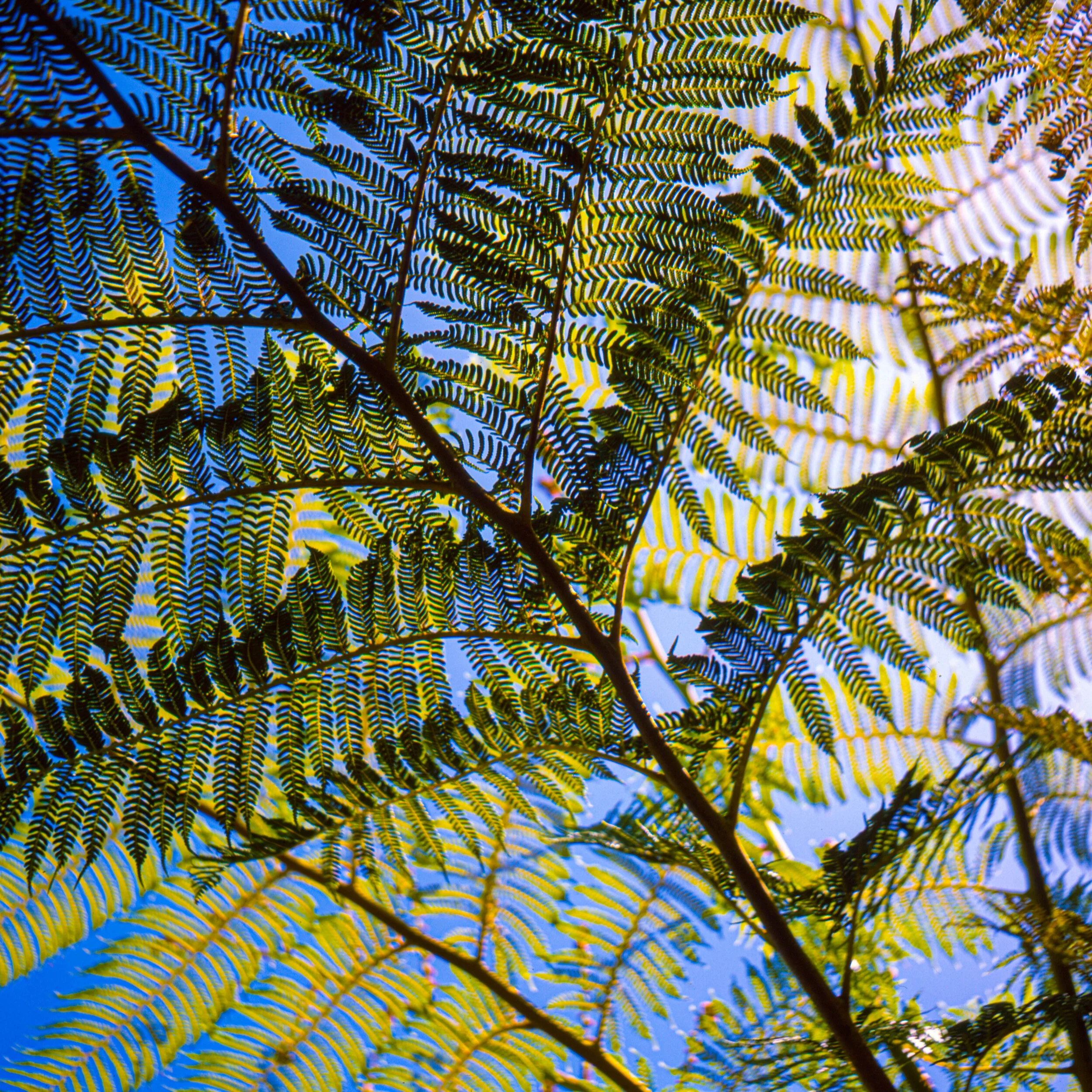 Ferns.jpg