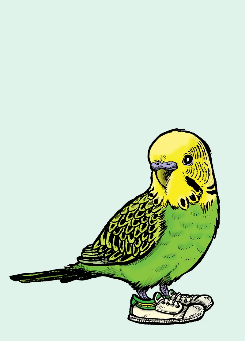 PC_BUDGIE_web THUMBNAIL.jpg