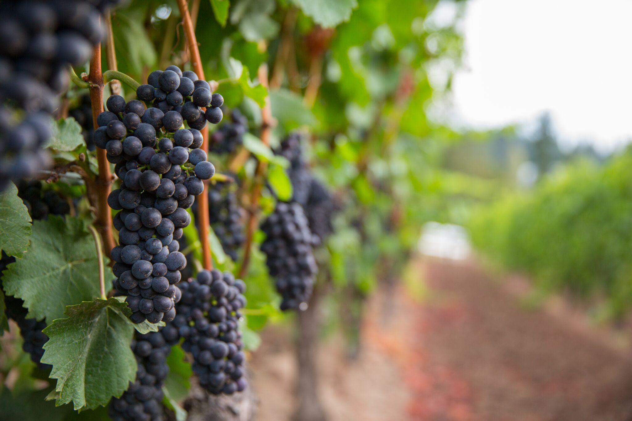 HawksView-vineyard-JoshPartee-1484.jpg