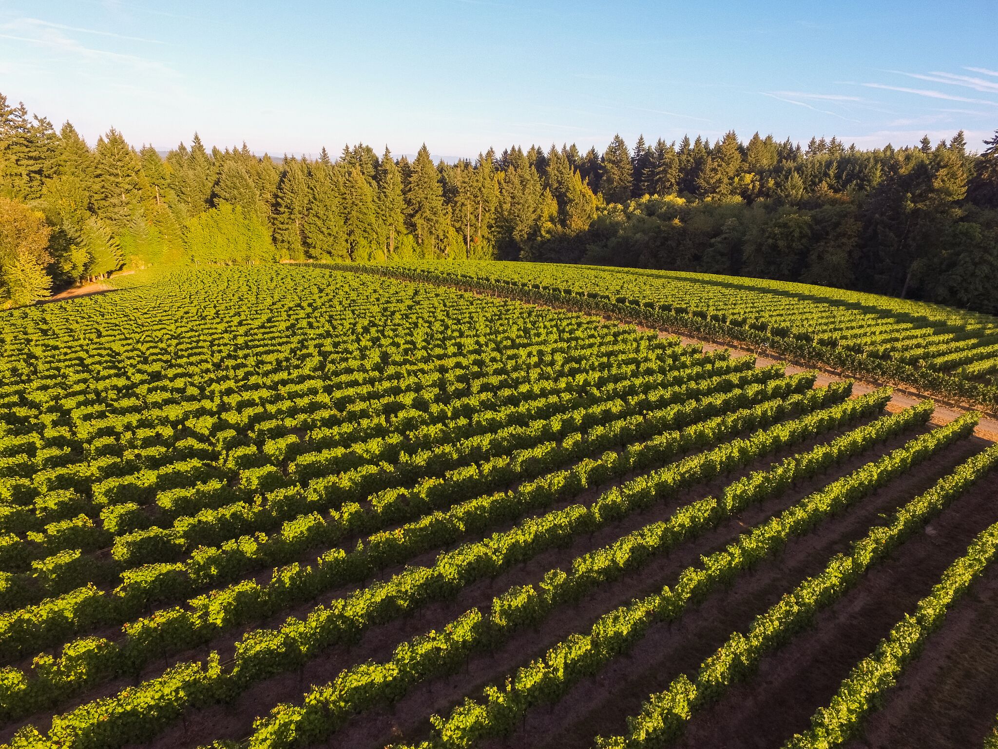 HawksView-vineyard-JoshPartee-0063.jpg