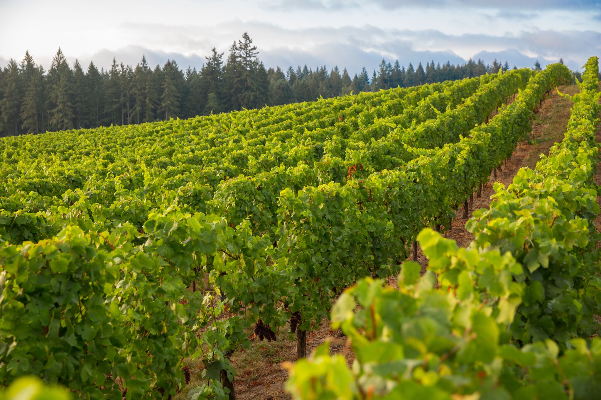 HawksView-vineyard-JoshPartee-1692.jpg