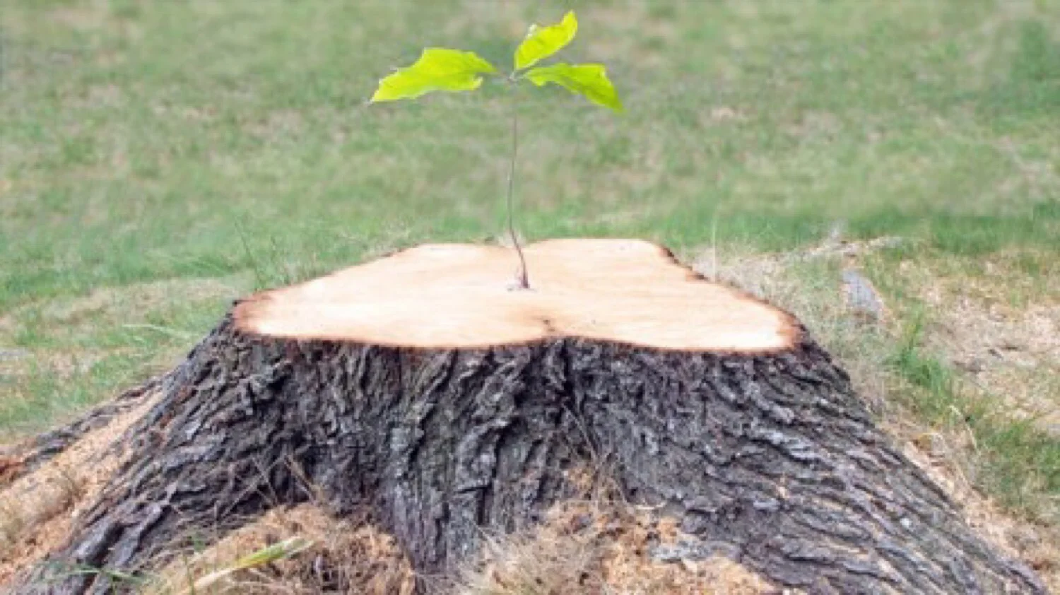 The Salvation of God