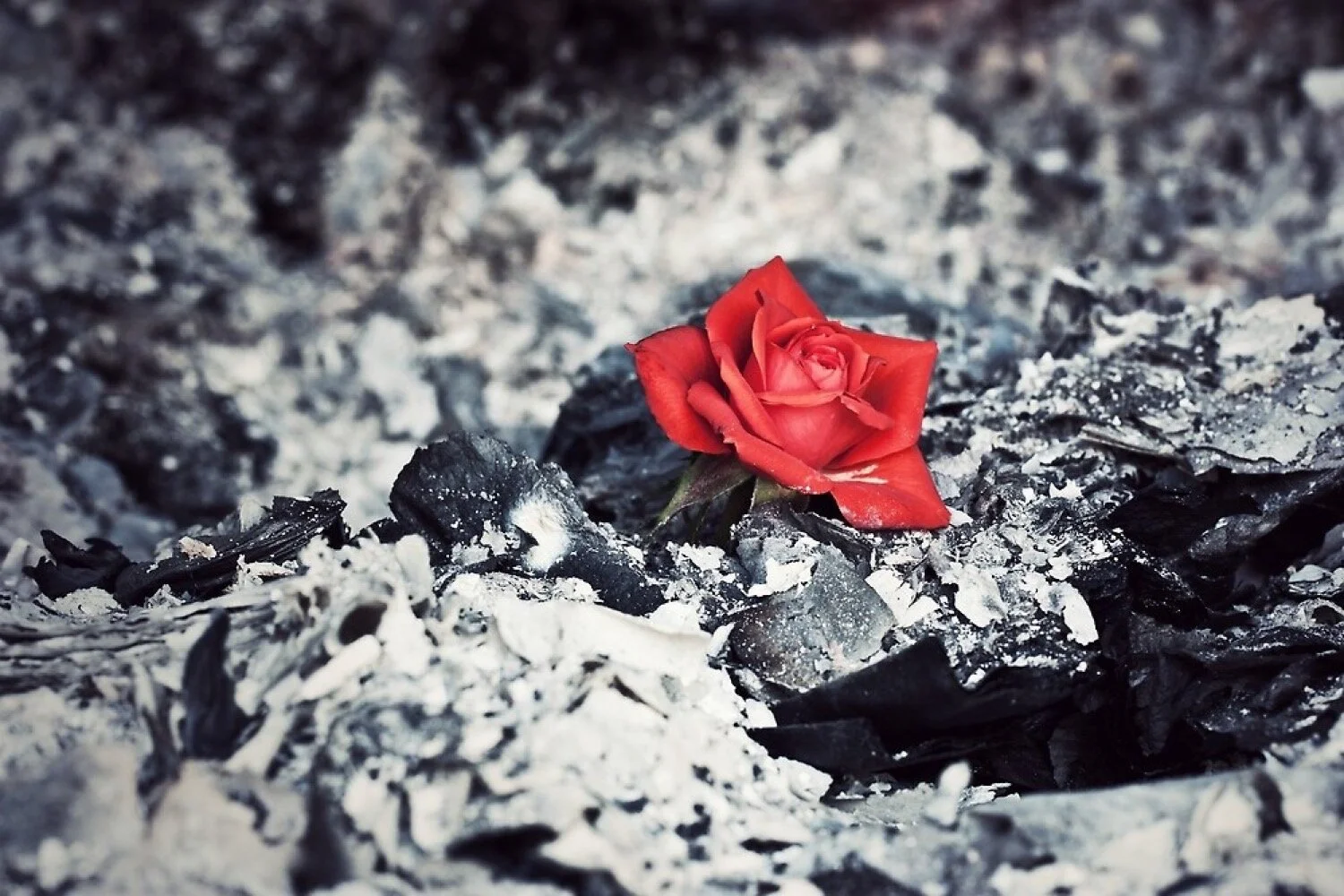 Finding Joy amidst our Sorrows