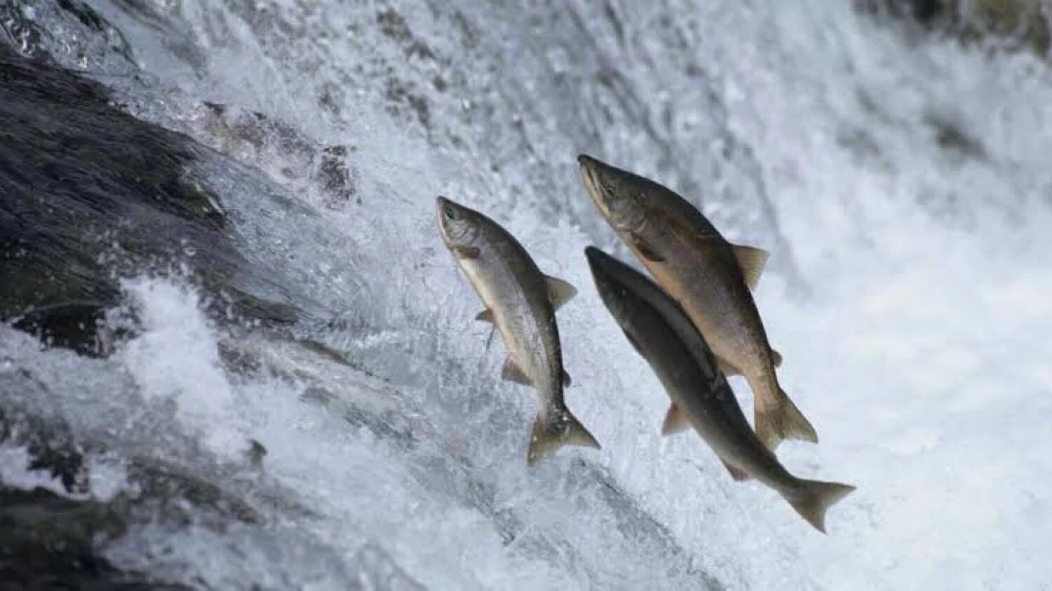 Swimming Upstream