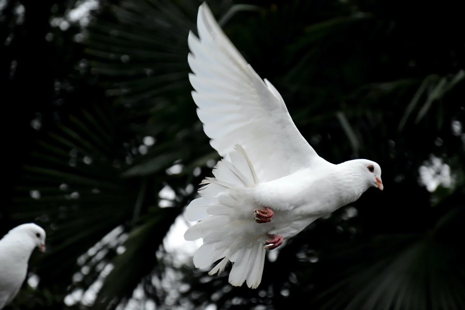 The Holy Spirit