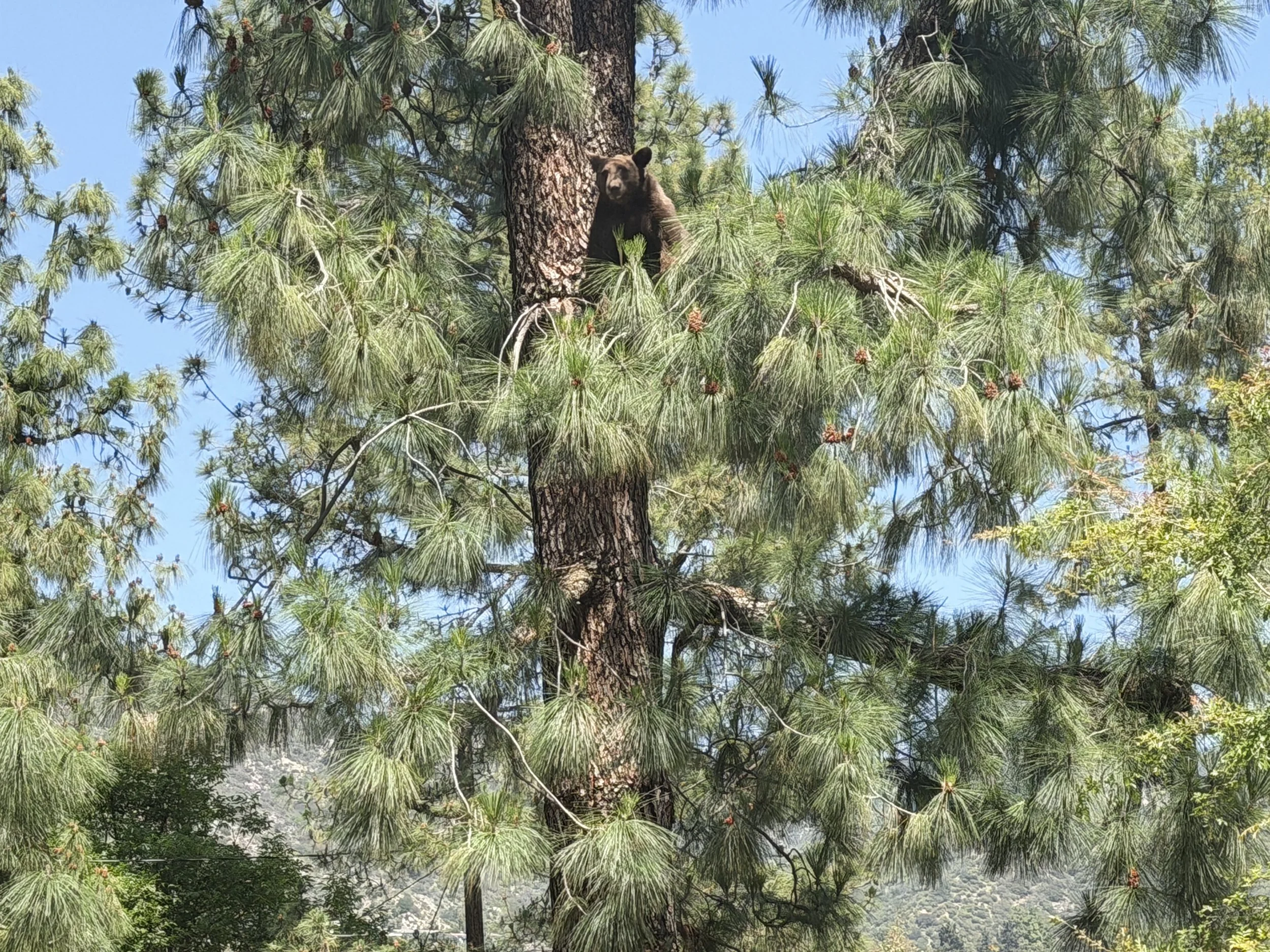 bear in tree 1.JPG