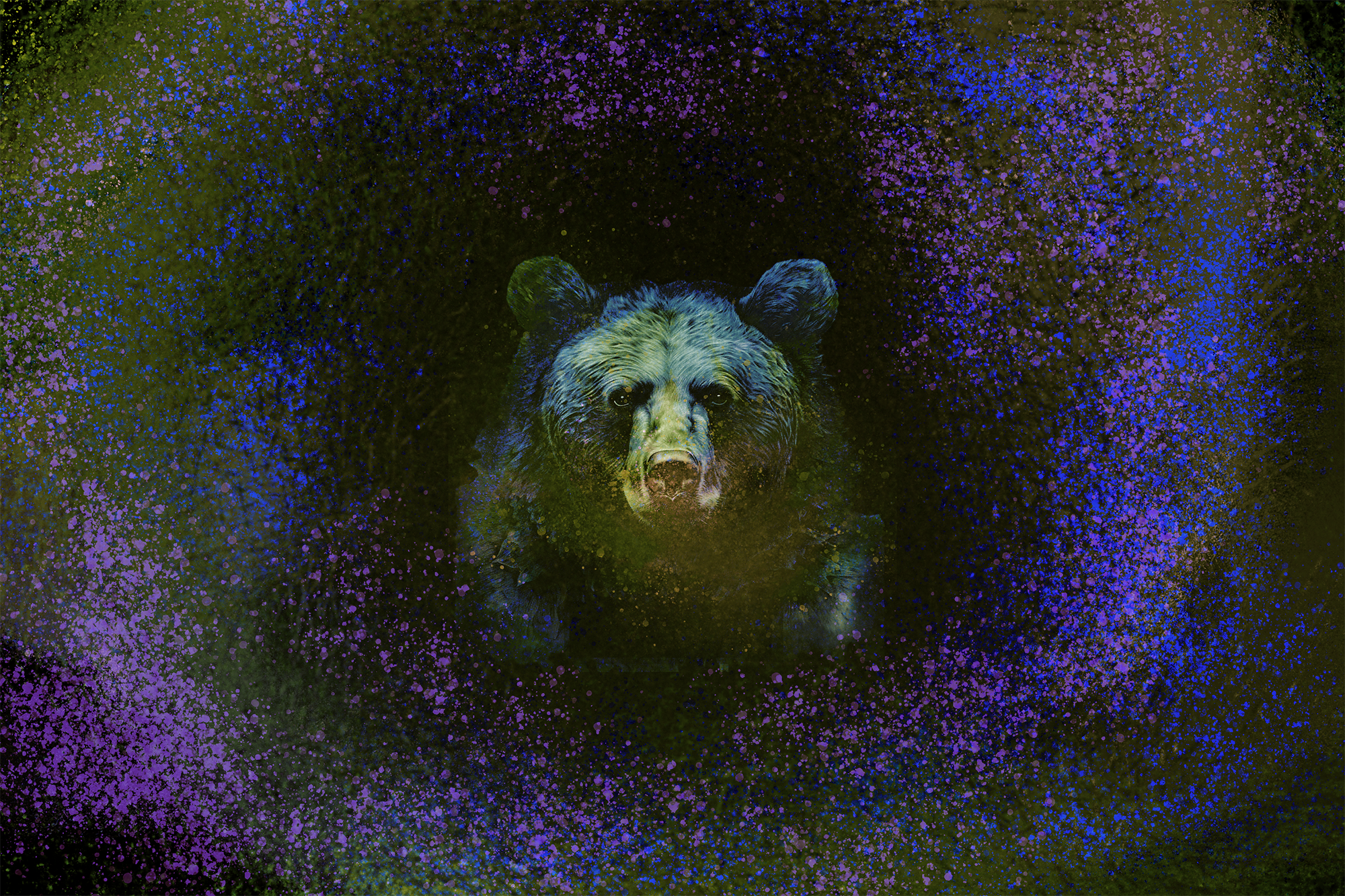 4kbear_title_rect2b.png