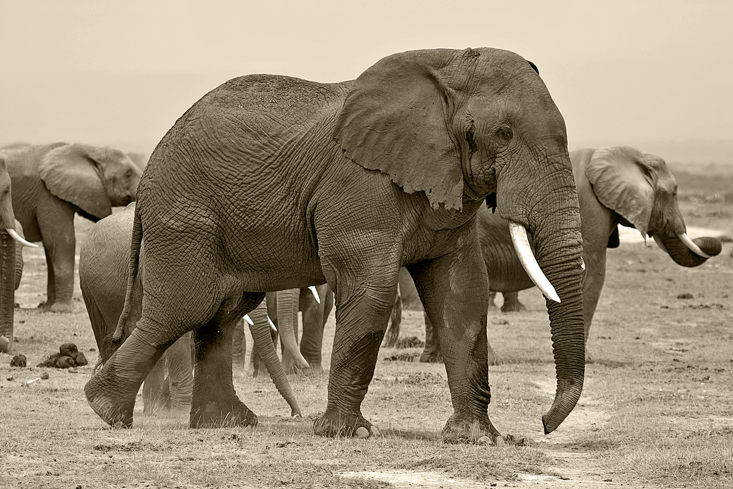 bull elephant b&w.jpg