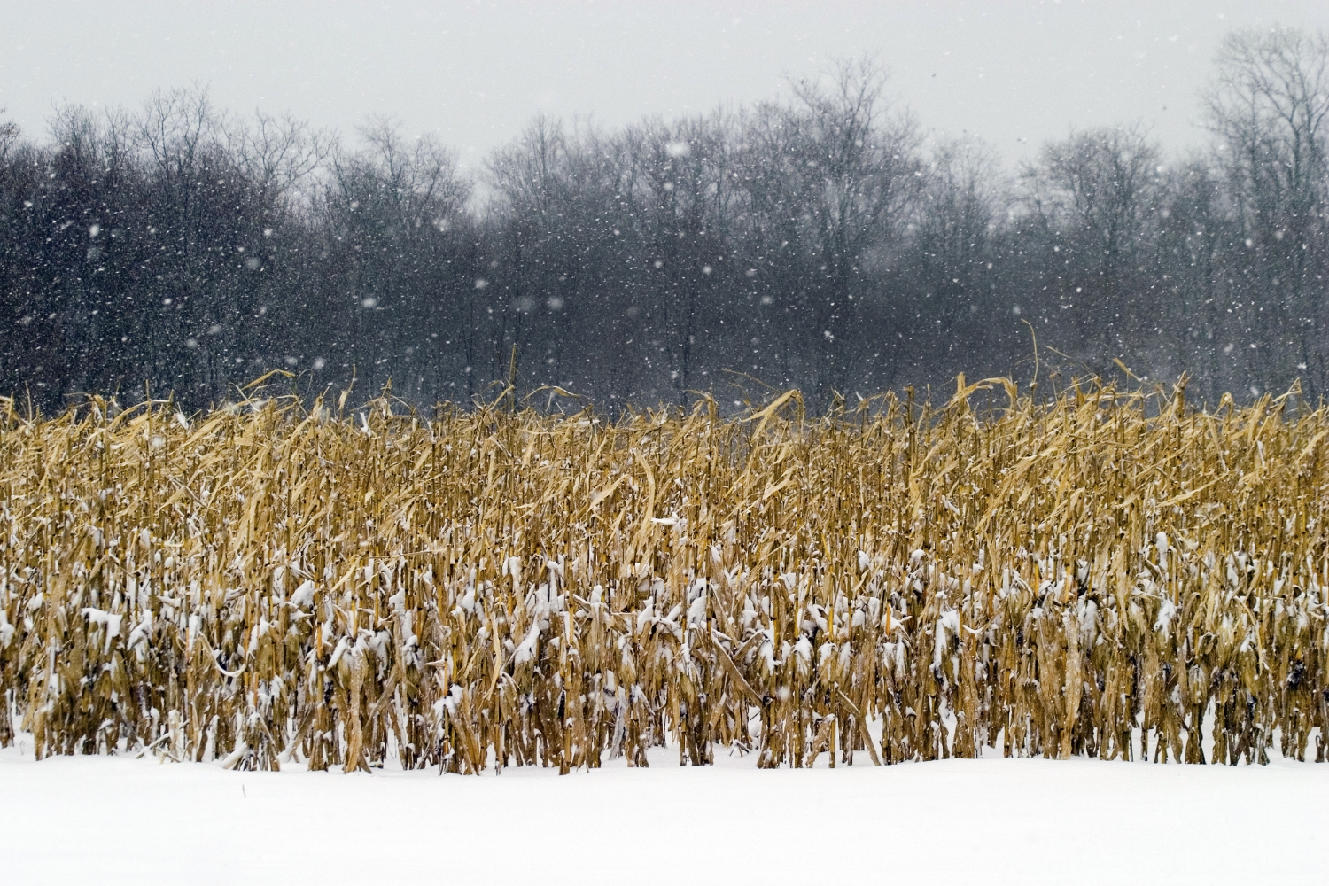 cornfield in a snowstorm.jpg