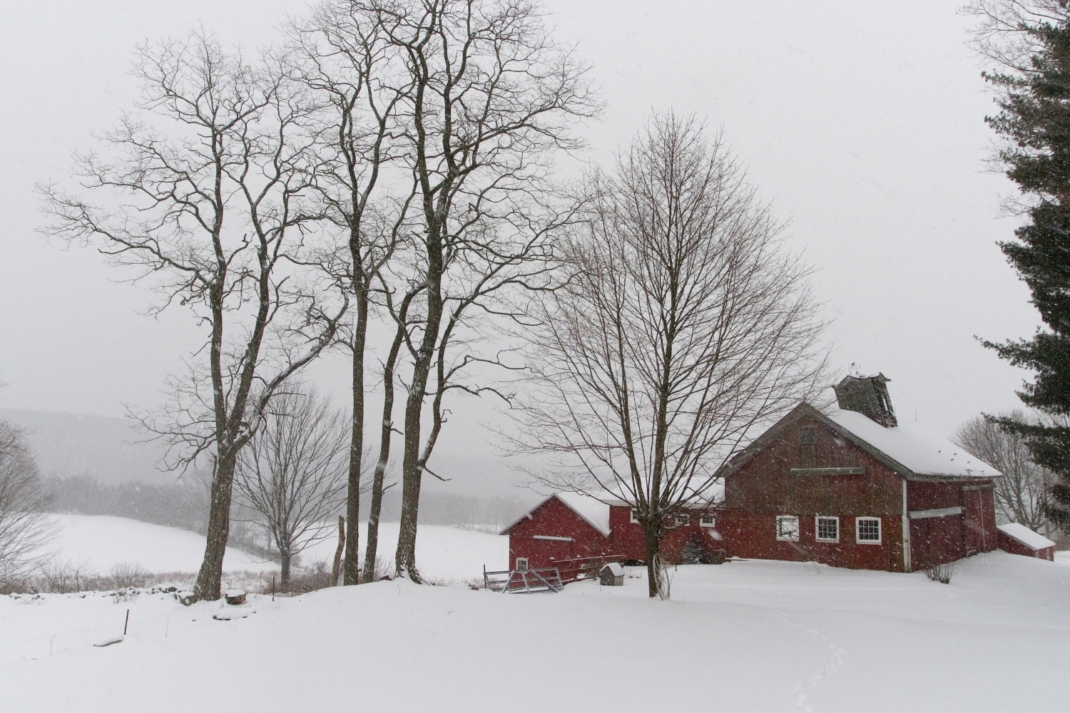 Red barns in snowstorm.jpg