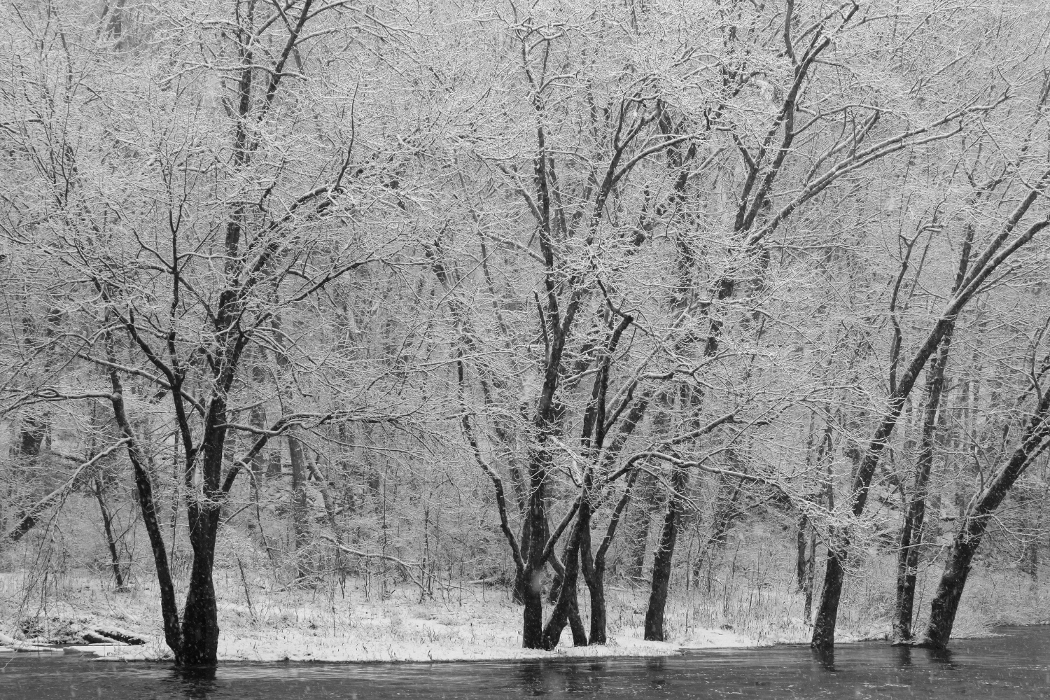 trees with snow.jpg