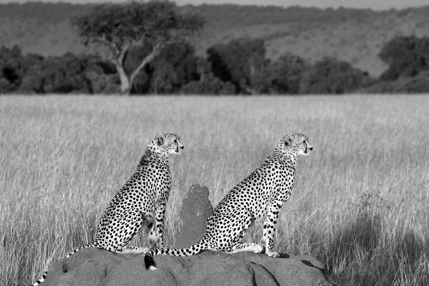 2 cheetahs B&W.jpg