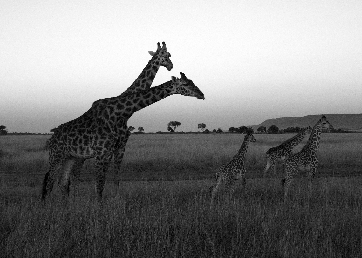 giraffes at sun rise B&W.jpg