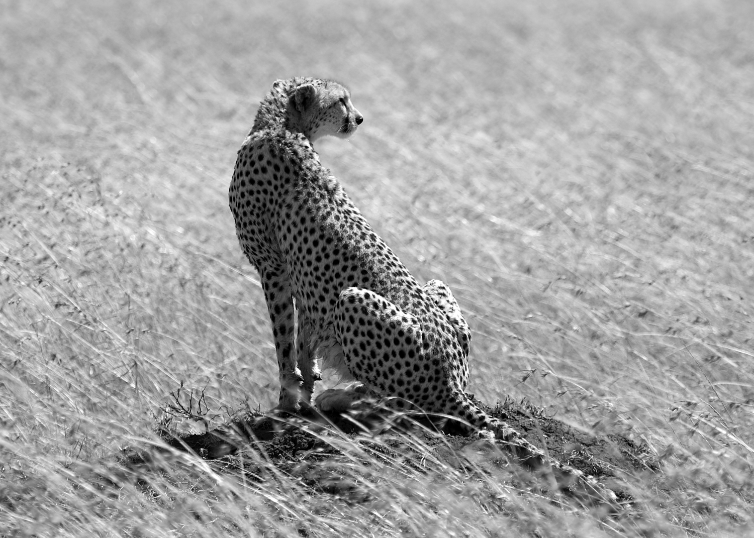 cheetah B&W.jpg