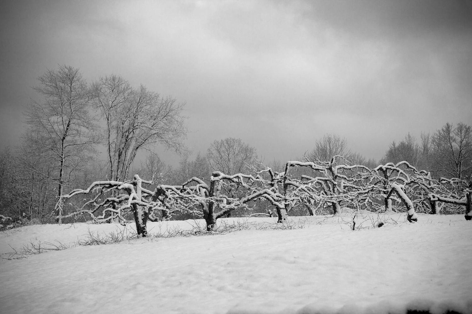 apple trees2.jpg