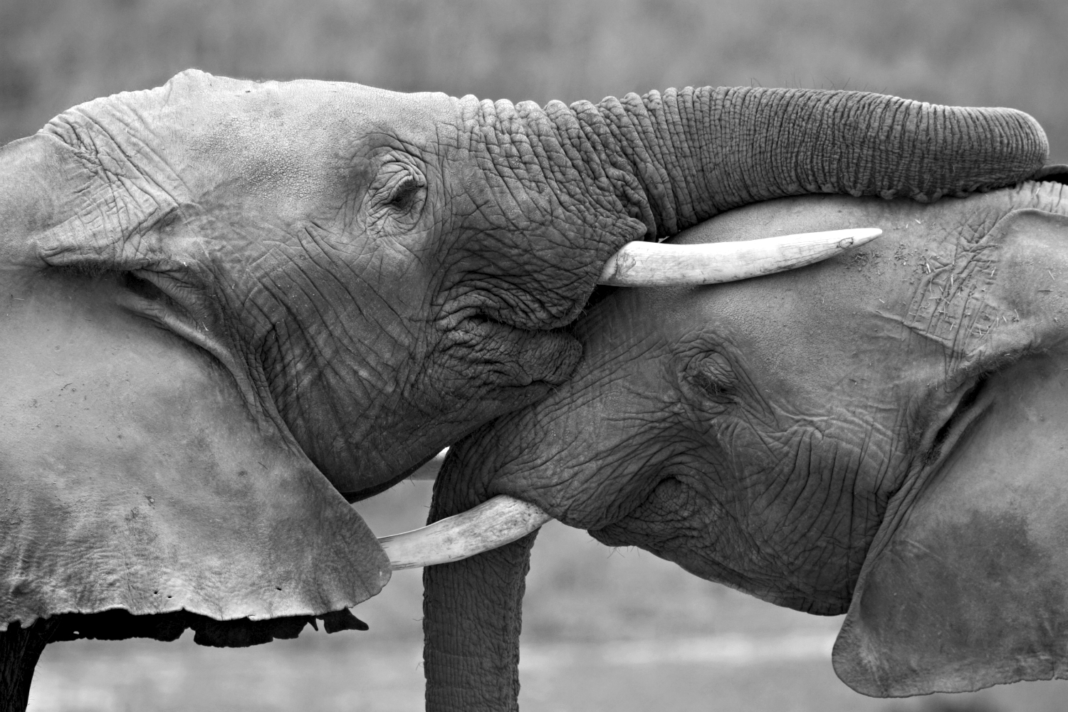 young elephants hug-b&w2.jpg