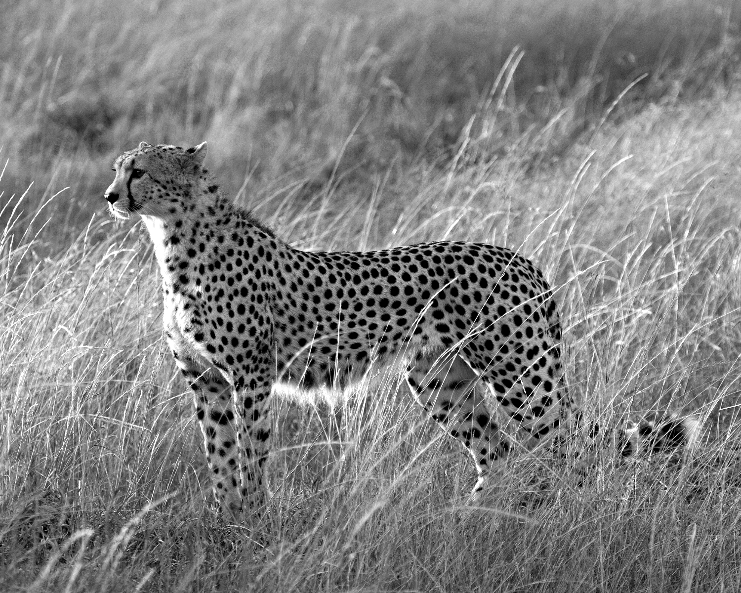 cheetah b&w.jpg