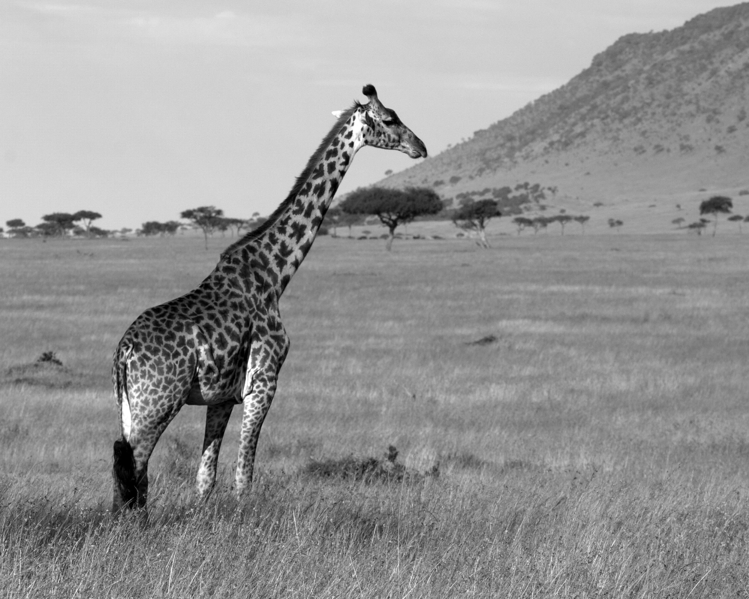 giraffe b&w.jpg